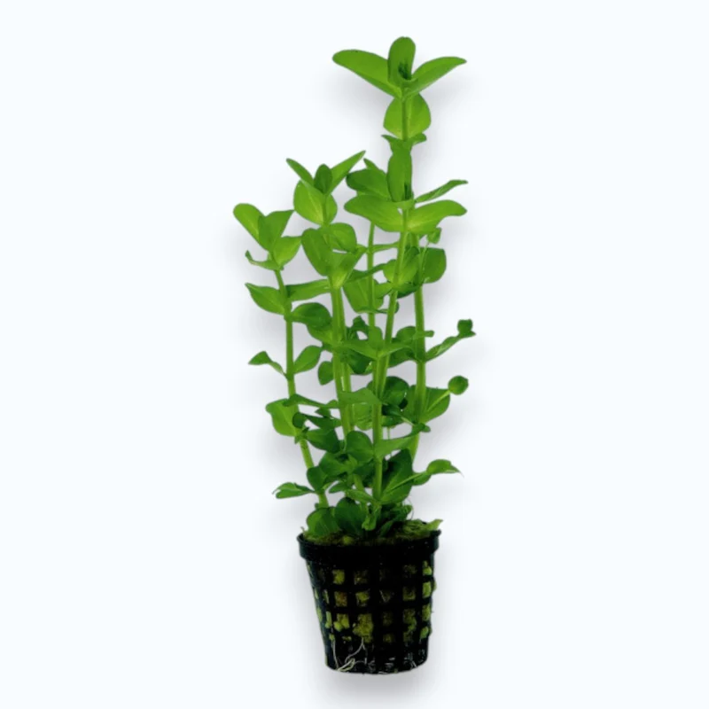 Bacopa amplexicaulis - Plante d'aquarium