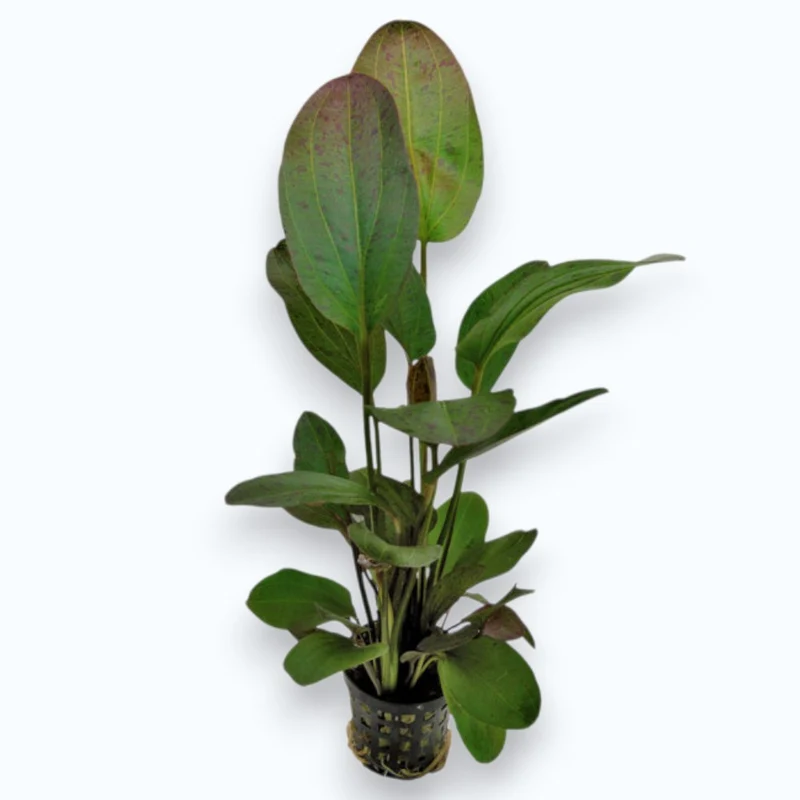 Echinodorus ozelot red - Plante d'aquarium