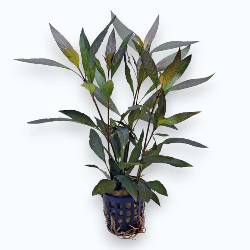 Hygrophila guianensis - Plante d'aquarium