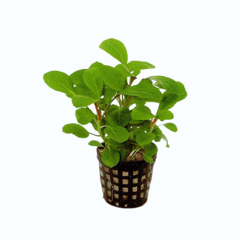 Lobelia cardinalis - Plante d'aquarium