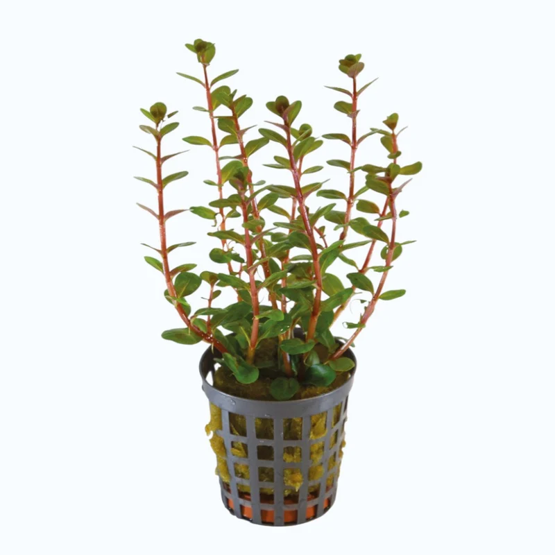 Rotala blood red - Plante d'aquarium
