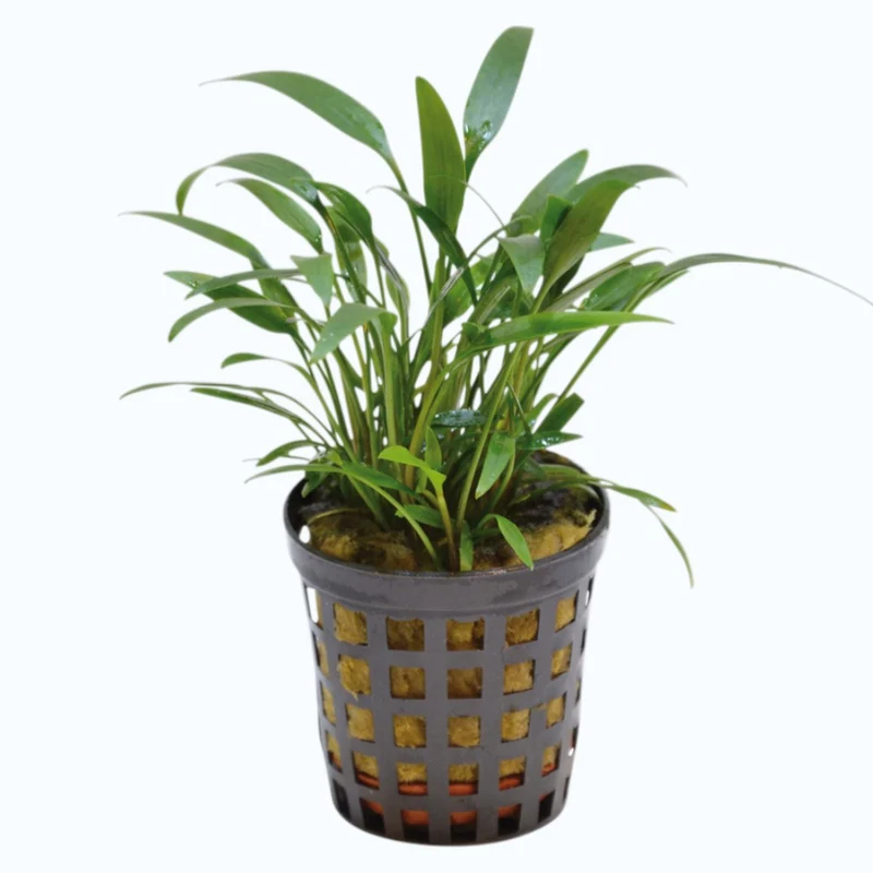 Cryptocoryne amicorum - Plante d'aquarium
