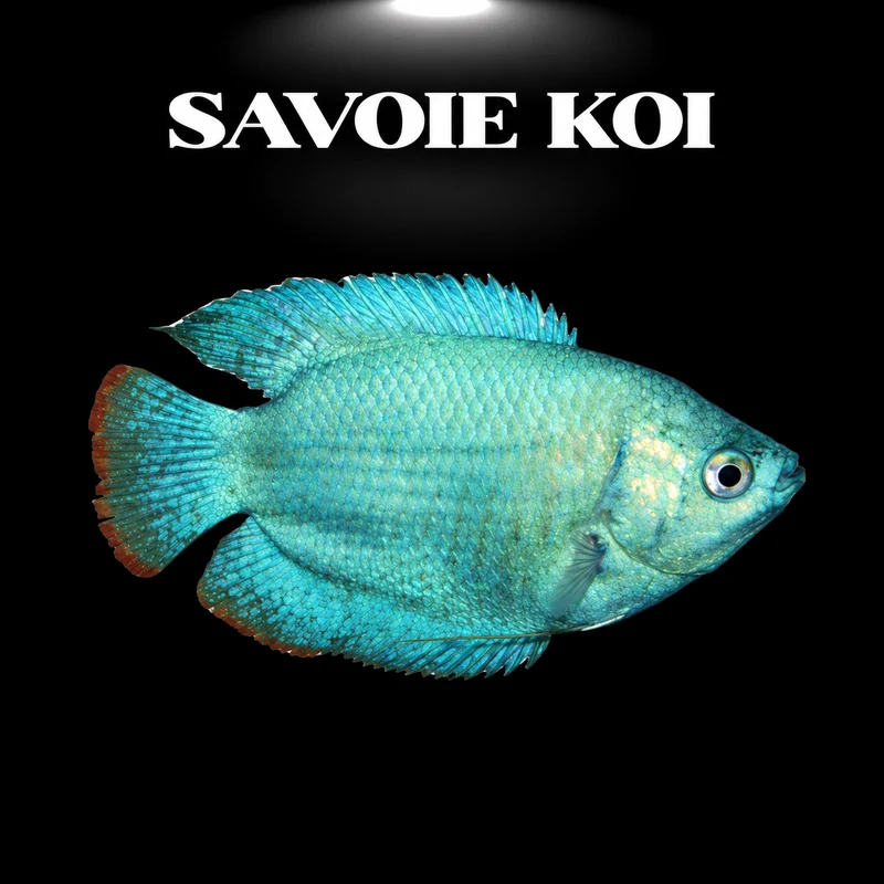 Colisa lalia cobalt – Gourami nain bleu cobalt