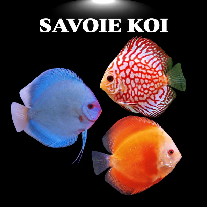 Discus Mix 7-8 cm – Symphysodon
