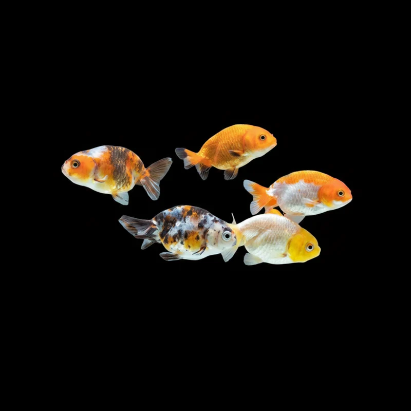 Ranchu Mix 7-8 cm – Poisson rouge japonais premium
