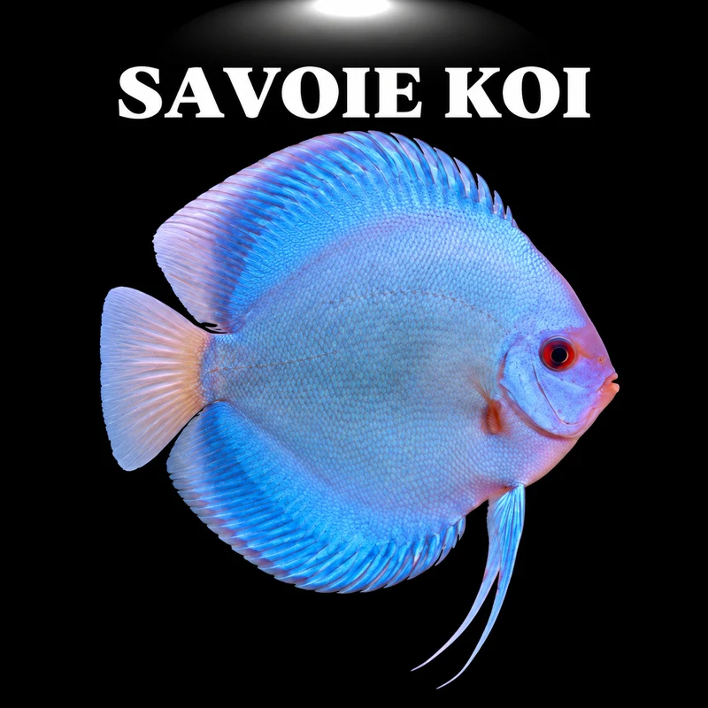 Discus Blue Diamond 7-9 cm – Symphysodon