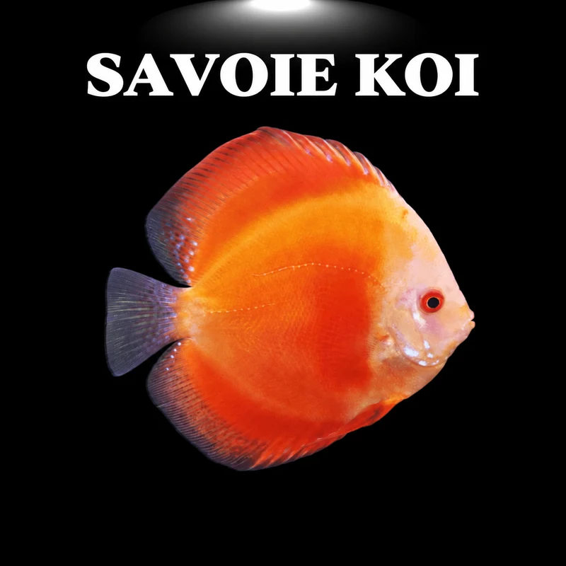 Discus Marlboro Red 7-9 cm – Symphysodon