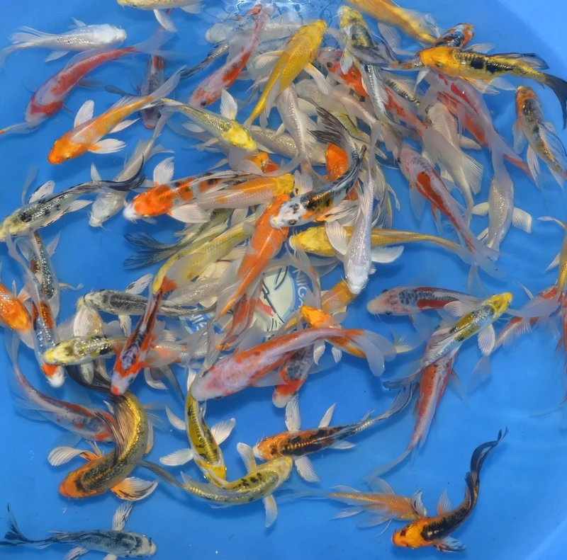 Tosai Mix Voile Yamasan 12-15 cm – Carpe Koi Japonaise