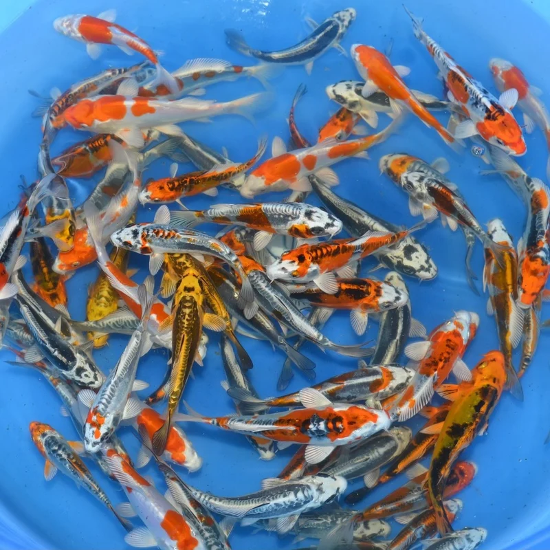 Tosai Mix Metallic Yamasan 12-15 cm – Carpe Koi Japonaise