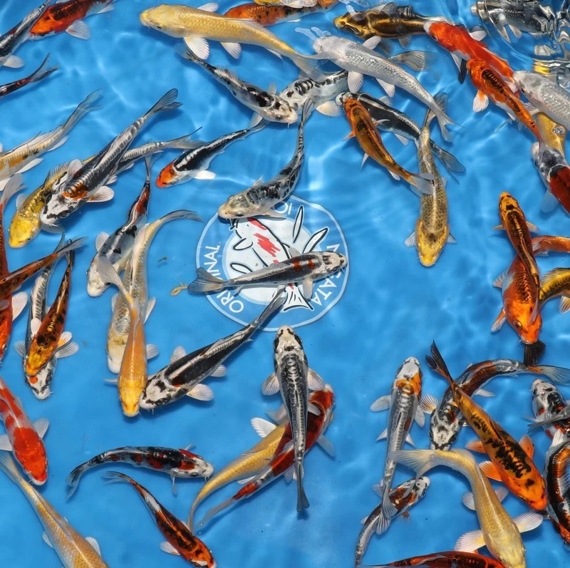Tosai Mix Yamasan 12-15 cm – Carpe Koi Japonaise