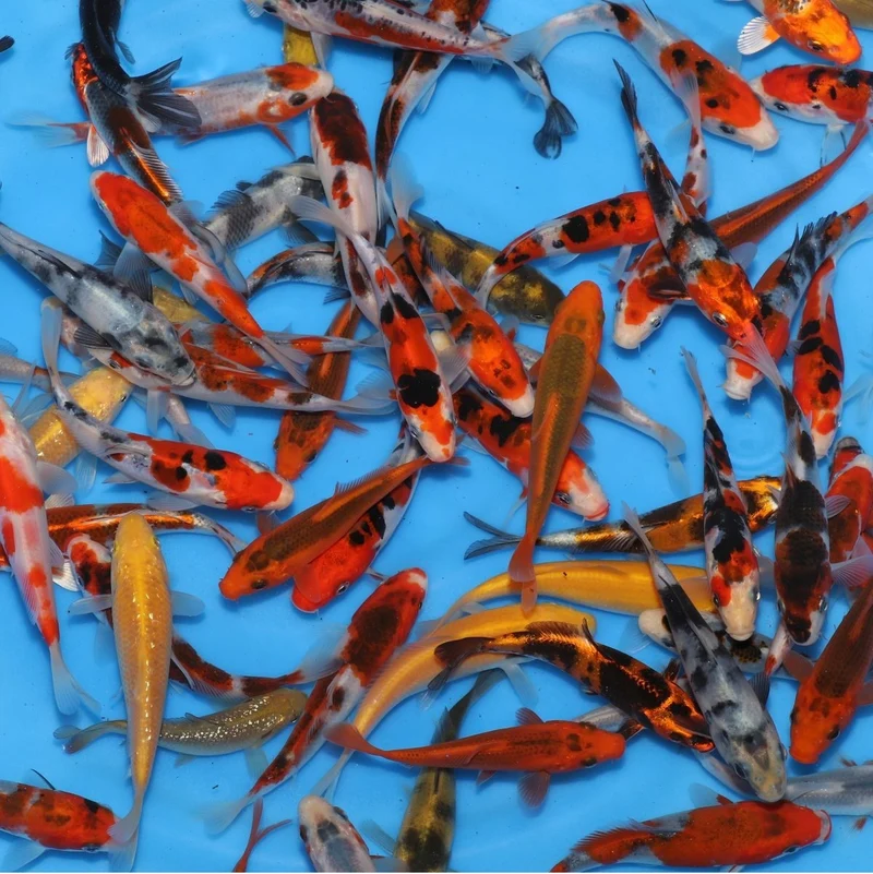 Tosai Mix Otsuka 10-12 cm – Carpe Koi Japonaise