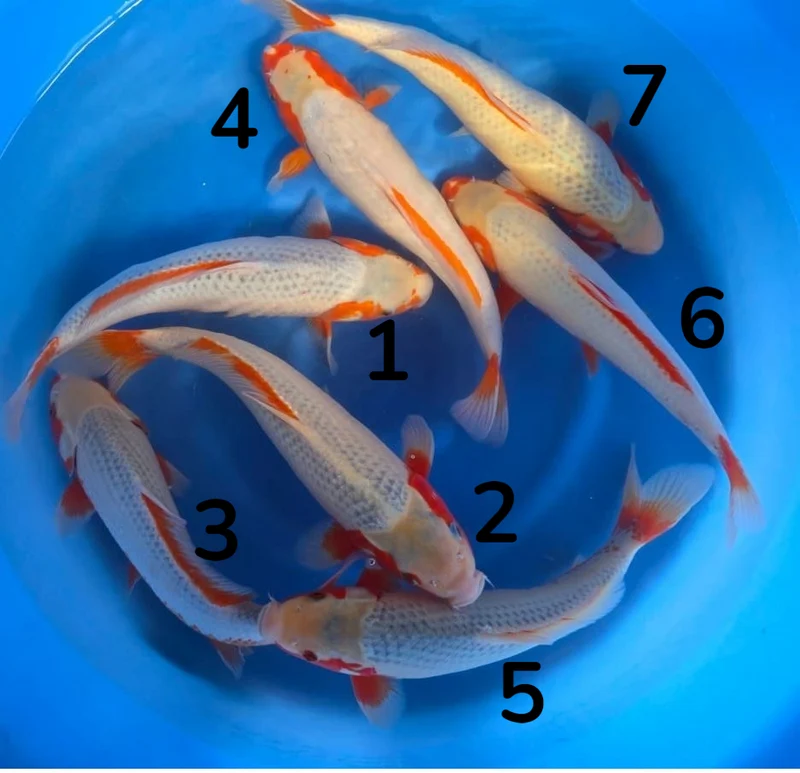 Nisai Tanaka H - Carpe Koï asagi 35-40 cm