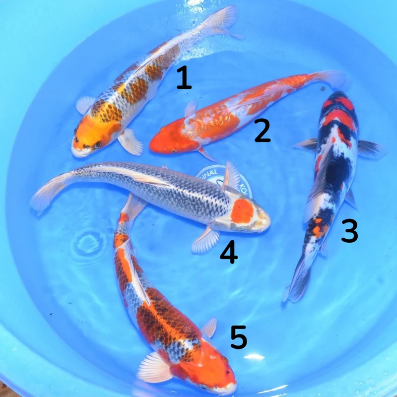 Nisai Miyatora - Carpe Koï 43-46 cm