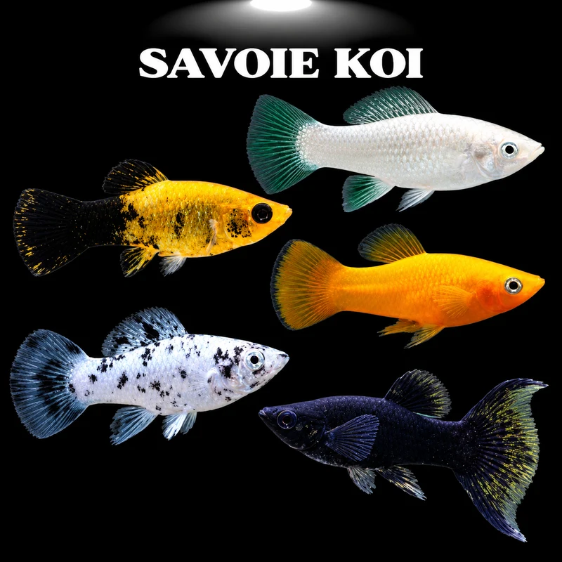 Poecilia sphenops mix 3-4 cm (Molly )