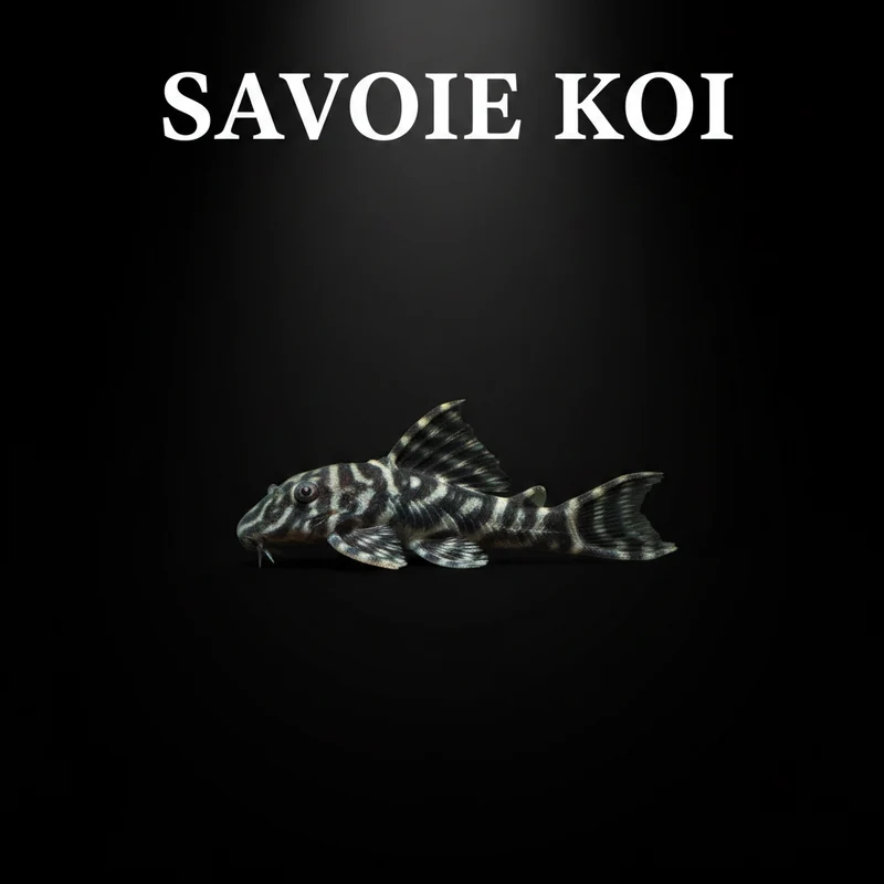 Peckoltia sp. L129 – Pleco Tigre Nain | 3-4 cm