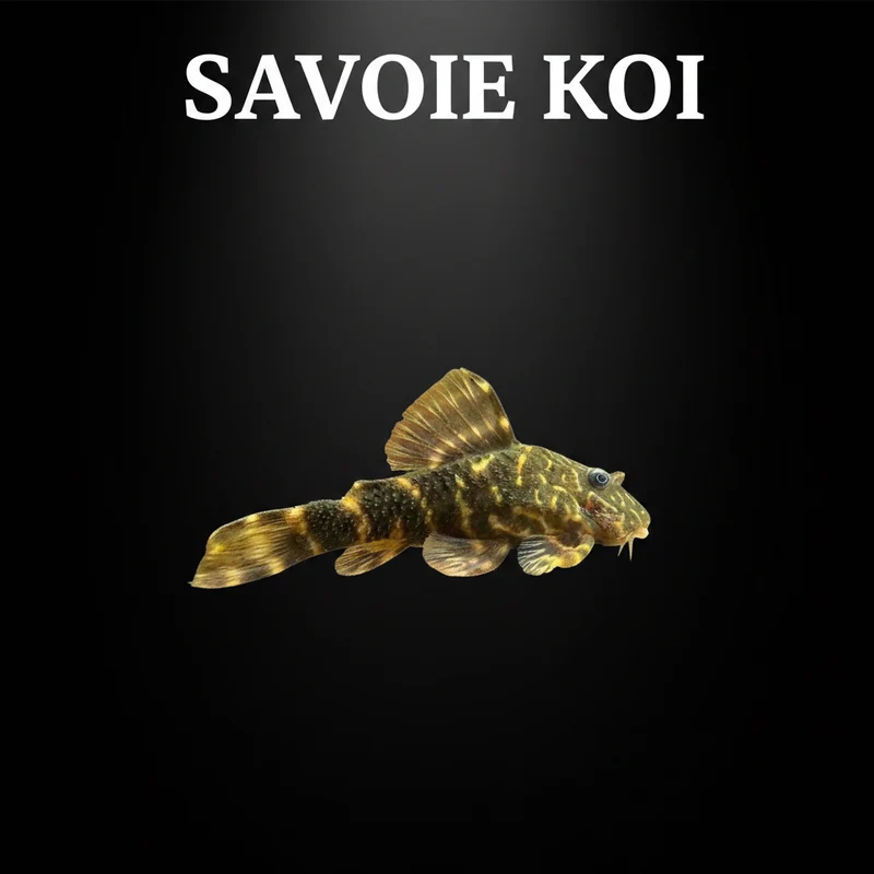 Panaque maccus L104 – Clown Pleco | 4-5 cm