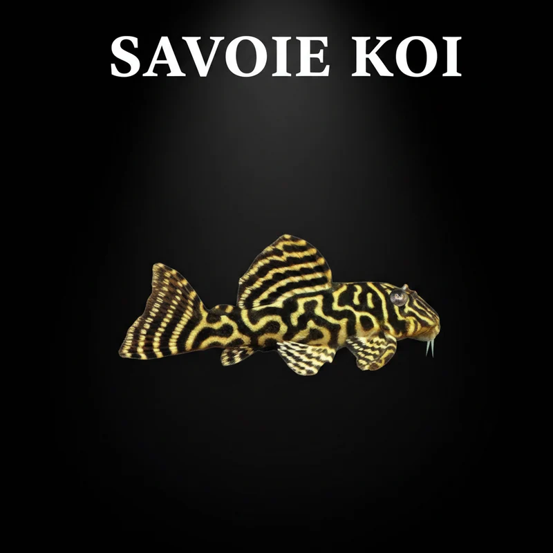 Hypancistrus L340 – Mega Clown Pleco | 3-4 cm