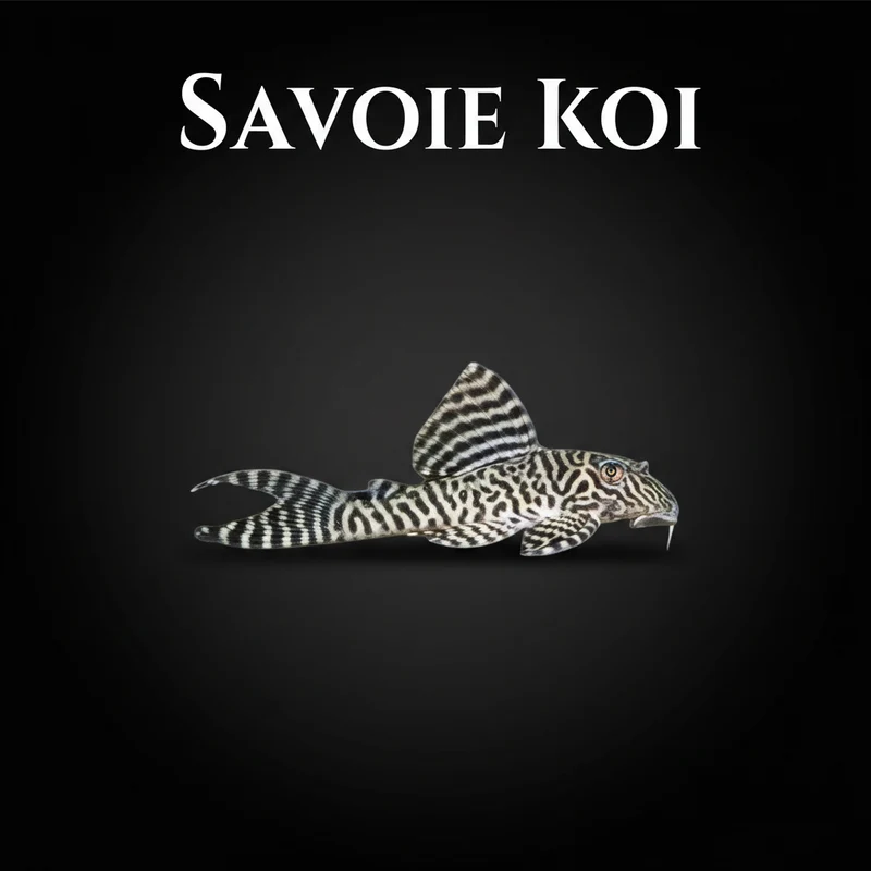 Hypancistrus L66 – King Tiger Pleco | 3-4 cm
