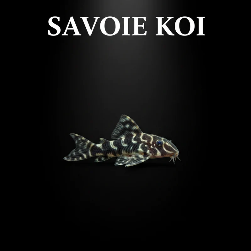 Hypancistrus L333 – King Tiger Pleco | 3-4 cm