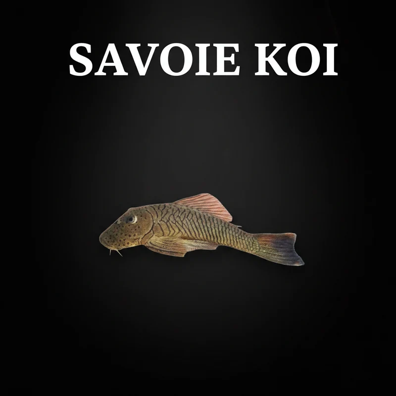 Chaetostoma sp. L187B – Bulldog Pleco | 4-5 cm