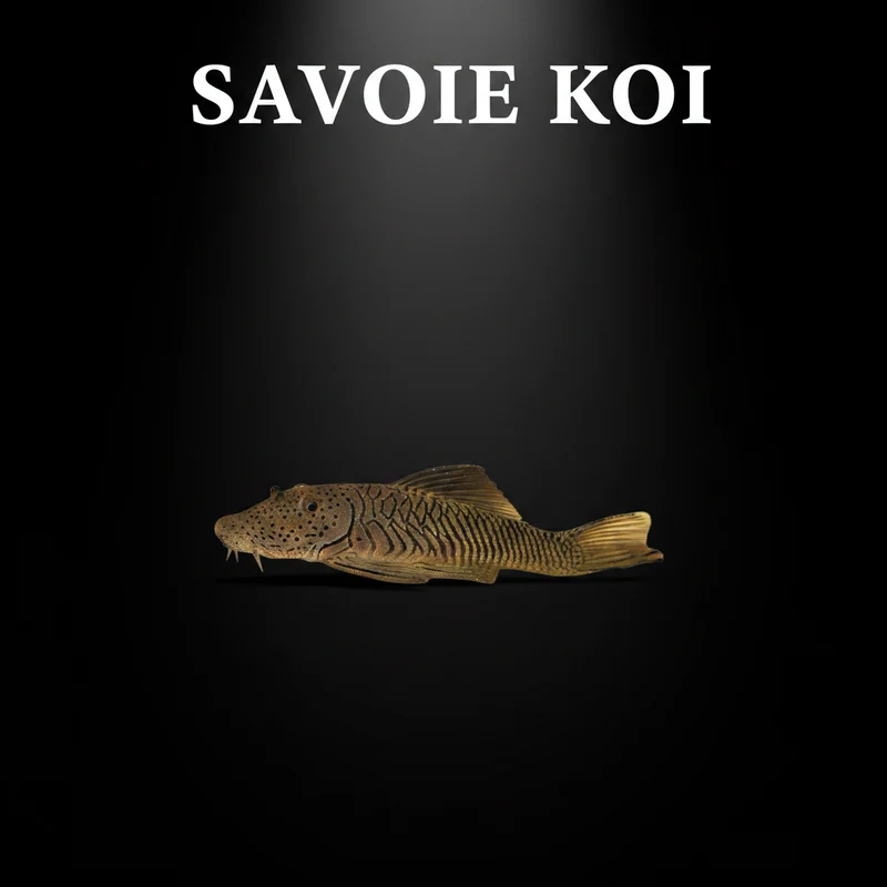 Chaetostoma thomasi L146 – Pleco Brosse Colombien | 4-5 cm
