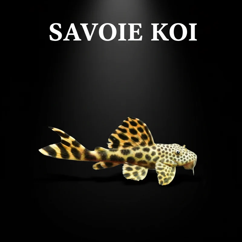 Ancistomus sabaji L075 – Pleco Paon | 5-6 cm