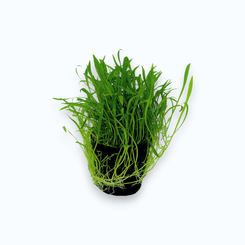 Lilaeopsis novae zelandiae (Gazon de Nouvelle-Zélande)