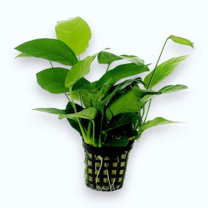 Anubias nana
