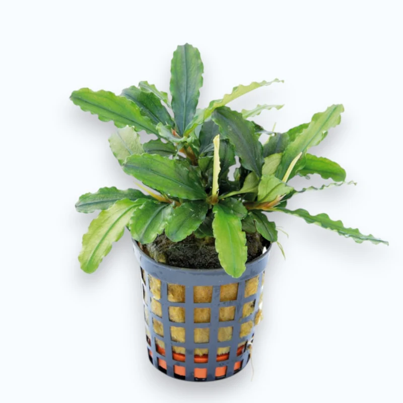 Bucephalandra theia green