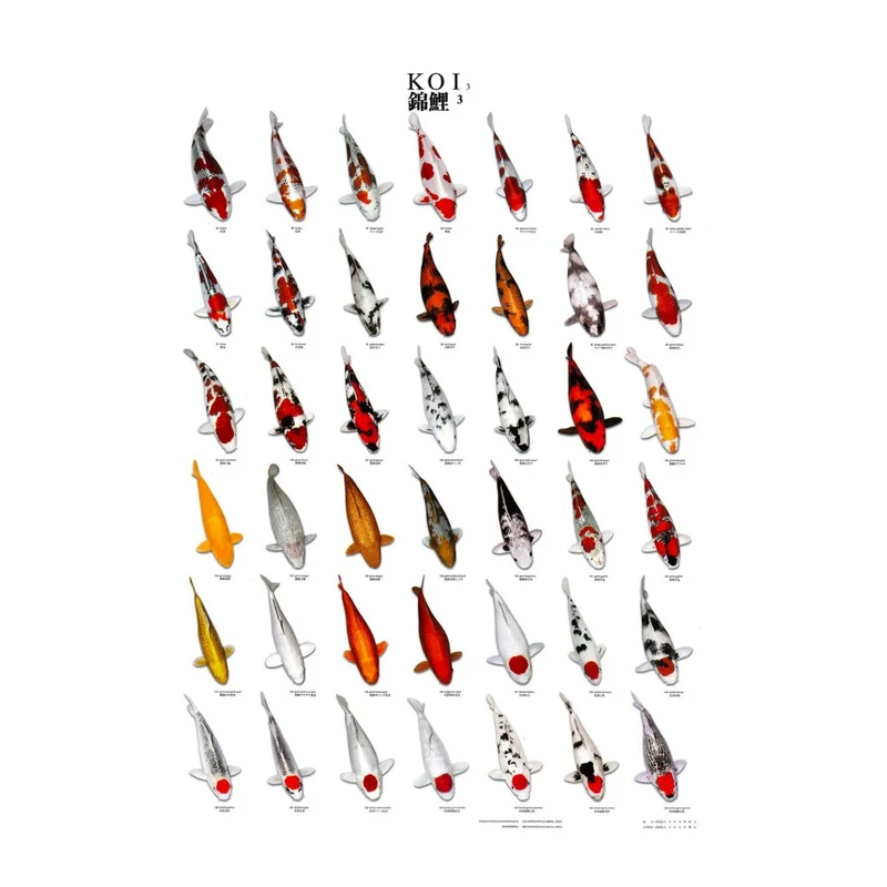 Poster de reconnaissance carpe koi N3