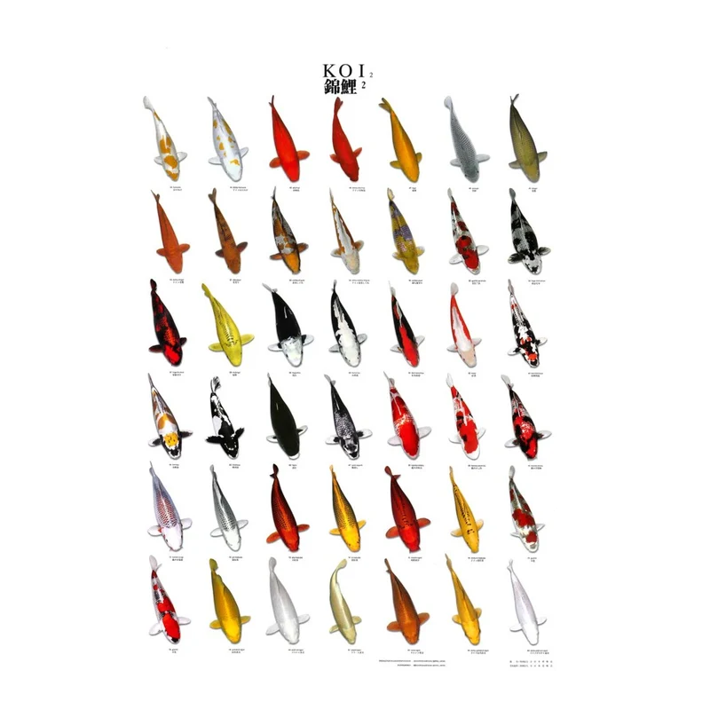Poster de reconnaissance carpe koi N2