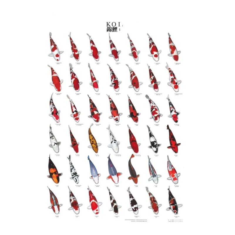 Poster de reconnaissance carpe koi N1