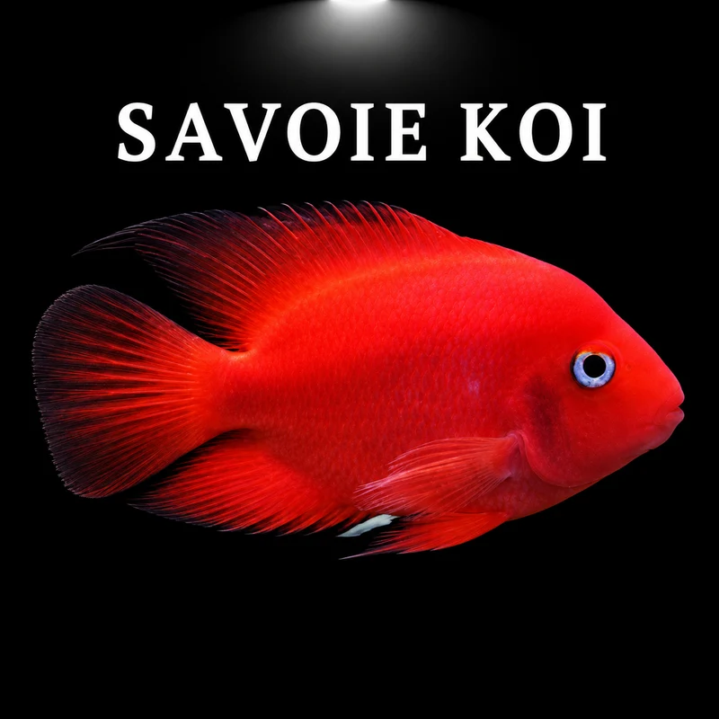 cichlasoma perroquet rouge 5-7 cm