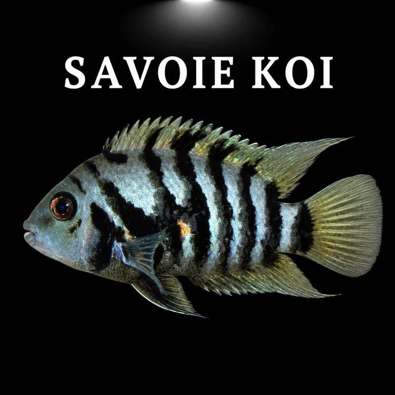 amatitlania nigrofasciata 4-5 cm