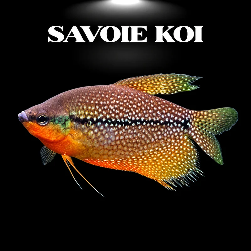 Gourami perlé 5-6 cm