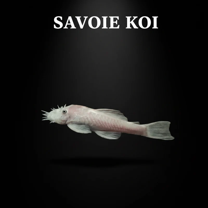Ancistrus snow white 3-4 cm