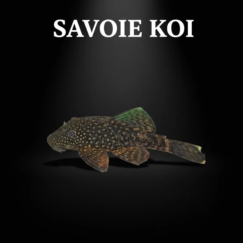 Ancistrus sp 3-4 cm