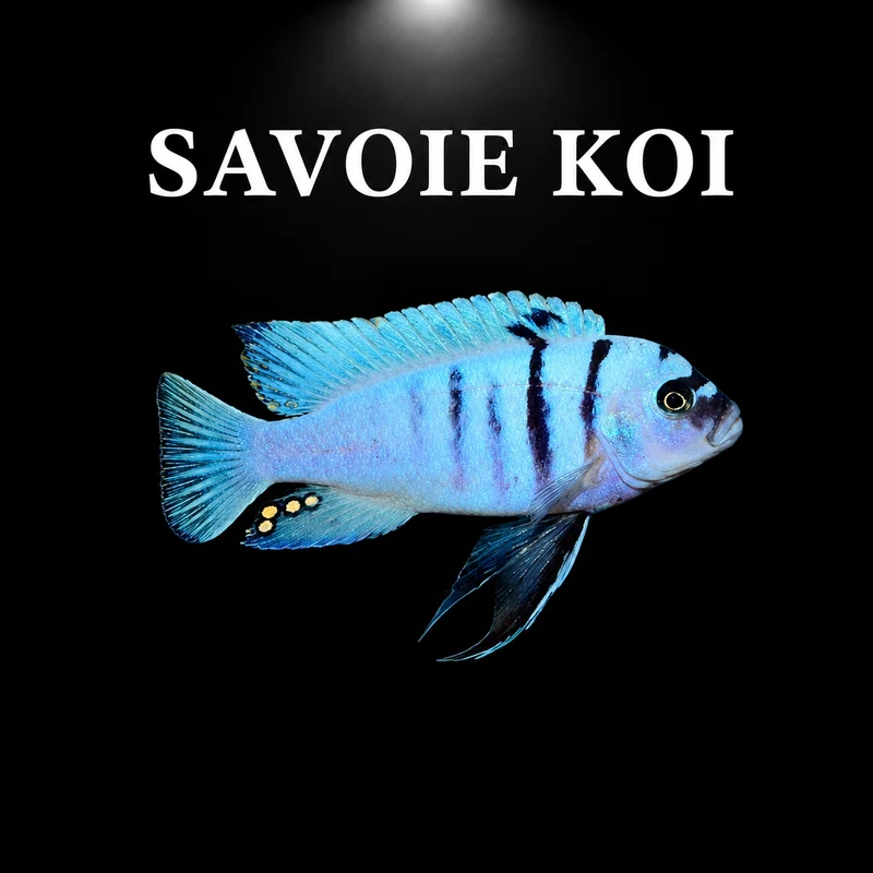 cynotilapia hara gallireya reef 4-6 cm