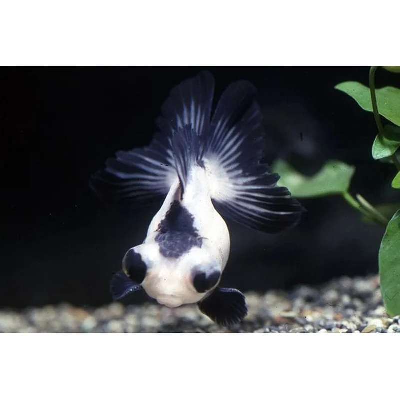 BLACK-WHITE PANDA 10-11 CM