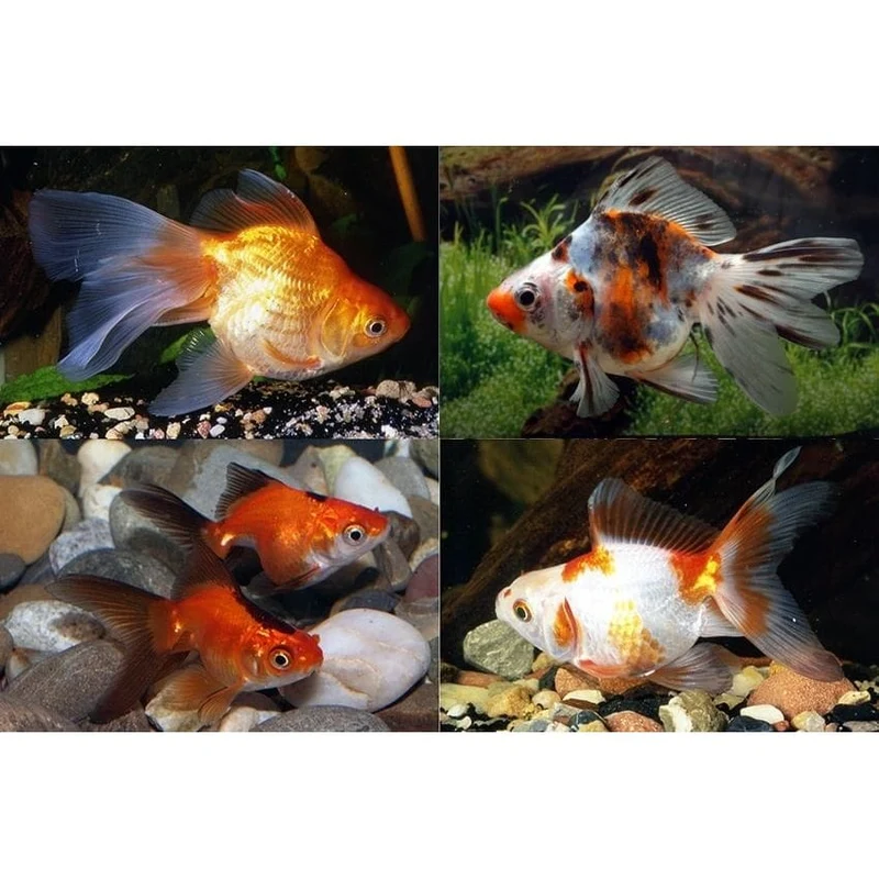 RYUKIN MIX 9-10 CM