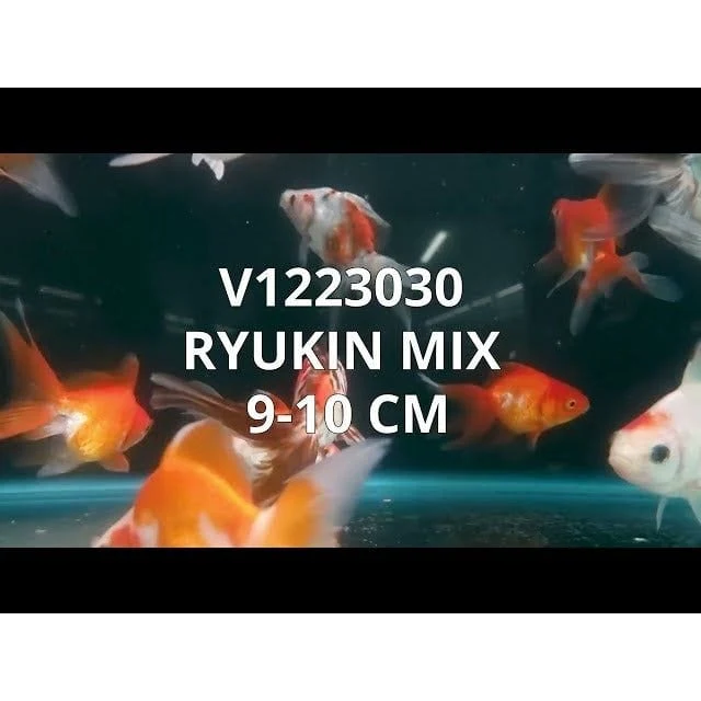 RYUKIN MIX 9-10 CM