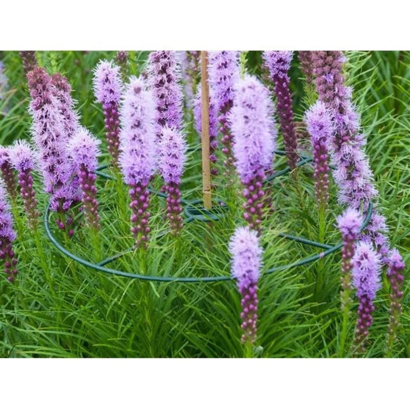 Anneau de soutien vert à planter pour plantes à massifs - Ø30 & 40 cm - 3 x