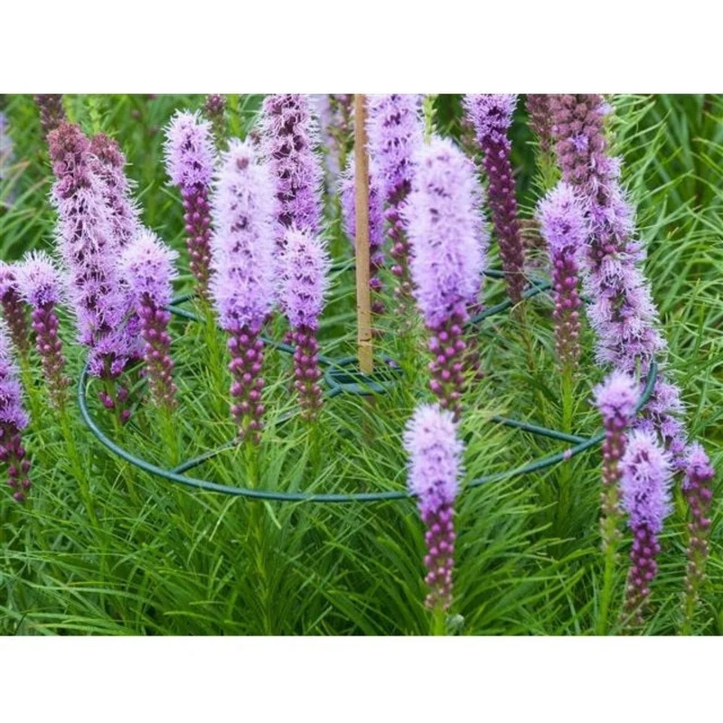 Anneau de soutien vert à planter pour plantes à massifs - Ø40 cm - 3 x