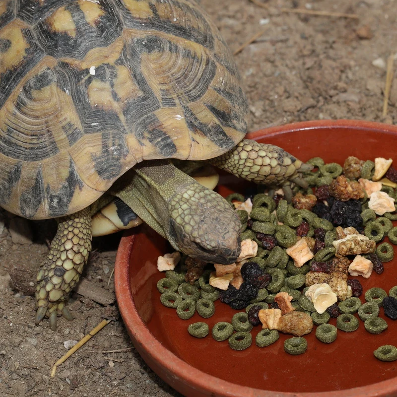 ProTerra JBL Fructil - Aliment de base aux fruits pour une alimentation variée de toutes les tortues terrestres