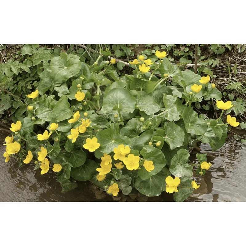 Caltha palustris - Populage des marais - Plante de berge - Par 3 pièces