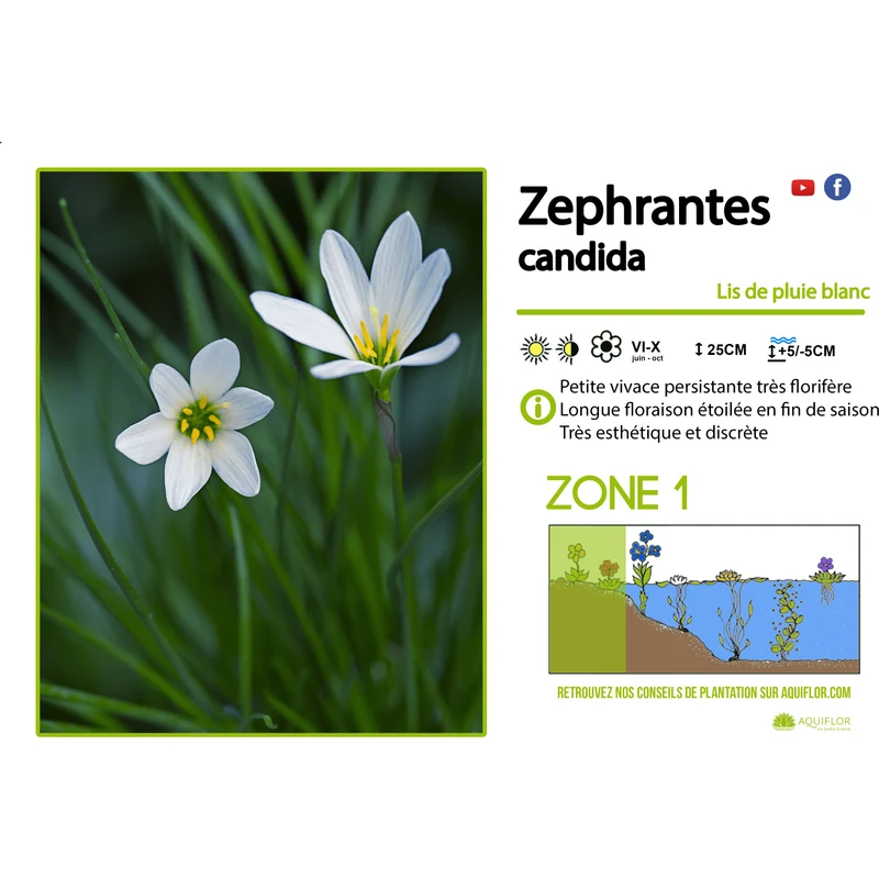 Zephranthes Candida - Lys Zéphyr - Plante de berge - Par 3 pièces