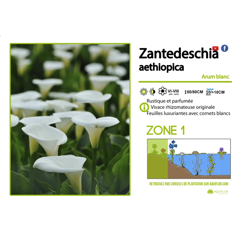 Zantedechia Aethiopica - Arum d'éthiopie - Plante de berge - Par 3 pièces