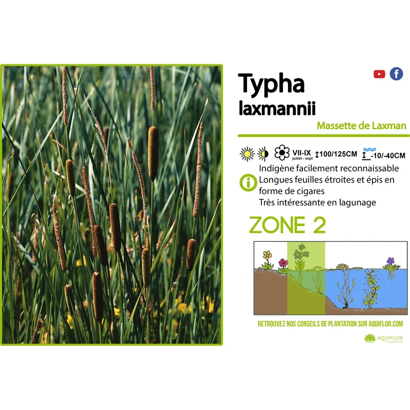 Typha Laxmanii - Massette de Laxmann - Plante de berge - Par 3 pièces