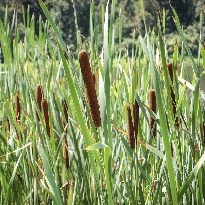 Typha Laxmanii - Massette de Laxmann - Plante de berge - Par 3 pièces