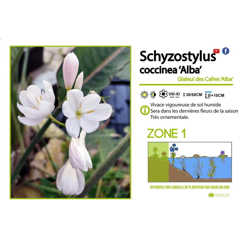 Schizostylis Coccinea Alba - Lis des cafres - Plante de berge - Par 3 pièces